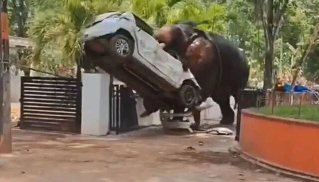 Hindistan’da kontrolden çıkan fil, sürücüsünü ezip başında nöbet tuttu