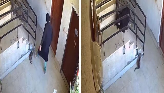 ‘İlahi adalet’ hemen tecelli etti: Kediye yaptıklarından sonra yere kapaklandı