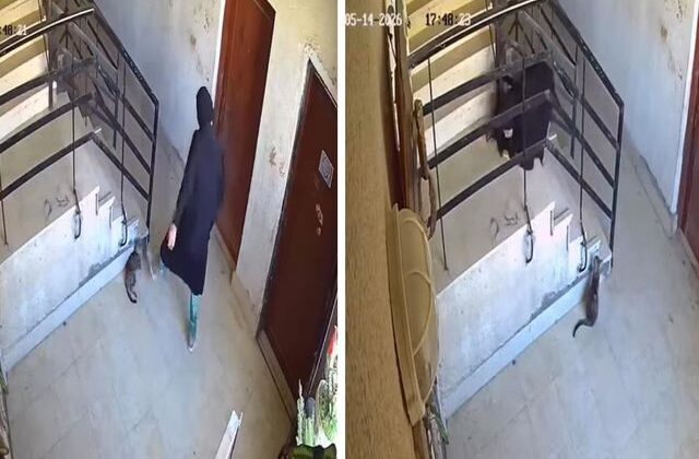 ‘İlahi adalet’ hemen tecelli etti: Kediye yaptıklarından sonra yere kapaklandı