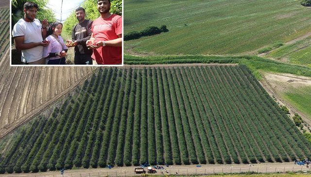 ‘Olmaz’ diyenlere inat ektiği İspanyol kirazını Avrupa’ya ihraç ediyor