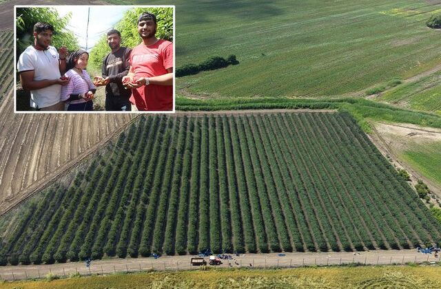 ‘Olmaz’ diyenlere inat ektiği İspanyol kirazını Avrupa’ya ihraç ediyor