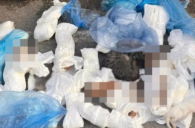 İzmir’de çöp konteynerleri önünde 33 kedi ölü bulundu
