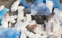 İzmir’de 33 kedinin ölü bulunması ile ilgili mahkemeye sevk edilen veteriner adli kontrol şartıyla serbest bırakıldı