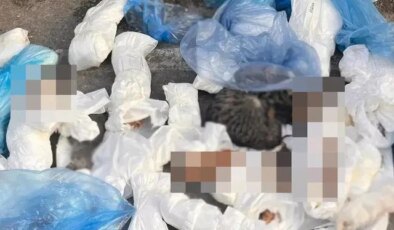 İzmir’de 33 kedinin ölü bulunması ile ilgili mahkemeye sevk edilen veteriner adli kontrol şartıyla serbest bırakıldı