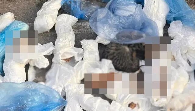 İzmir’de 33 kedinin ölü bulunması ile ilgili mahkemeye sevk edilen veteriner adli kontrol şartıyla serbest bırakıldı