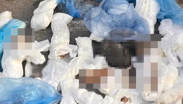 33 kedinin ölü bulunduğu olayda gözaltına alınan veteriner tutuklandı