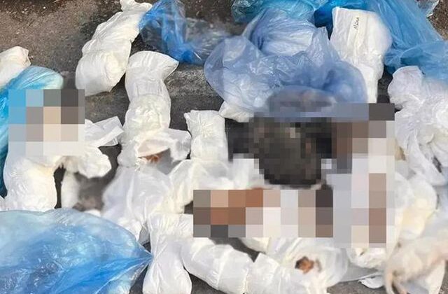 33 kedinin ölü bulunduğu olayda gözaltına alınan veteriner tutuklandı