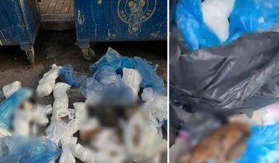 Çöp konteynerinde 33 ölü kedi bulundu, 1 veteriner gözaltına alındı