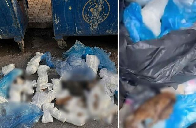 Çöp konteynerinde 33 ölü kedi bulundu, 1 veteriner gözaltına alındı