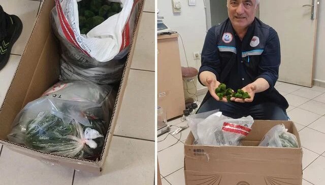 Kapıkule’de şaşkına çeviren operasyon: Yolcu otobüsünde 2 bin adet canlı yeşil alg ele geçirildi