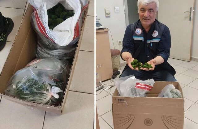 Kapıkule’de şaşkına çeviren operasyon: Yolcu otobüsünde 2 bin adet canlı yeşil alg ele geçirildi