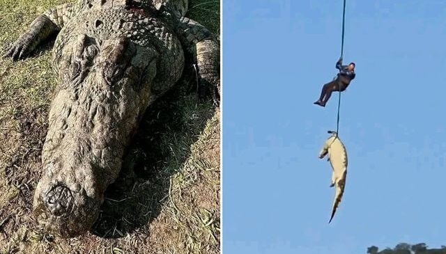 Kayıp kişileri o mu yedi? Dev timsahın midesinden 6 çift terlik çıktı
