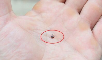 Kene popülasyonu arttı, uzmanlar tedbir çağrısı yaptı