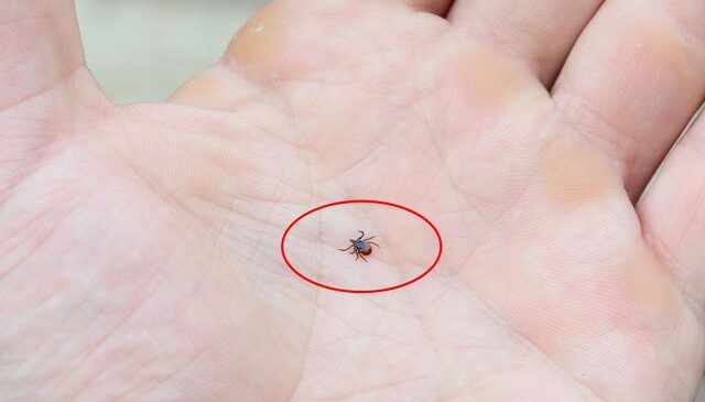 Kene popülasyonu arttı, uzmanlar tedbir çağrısı yaptı