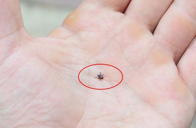 Kene popülasyonu arttı, uzmanlar tedbir çağrısı yaptı