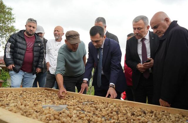 Kilosu 12 bin TL’den satılıyor! ‘Topraktaki altın’ın hasadı başladı