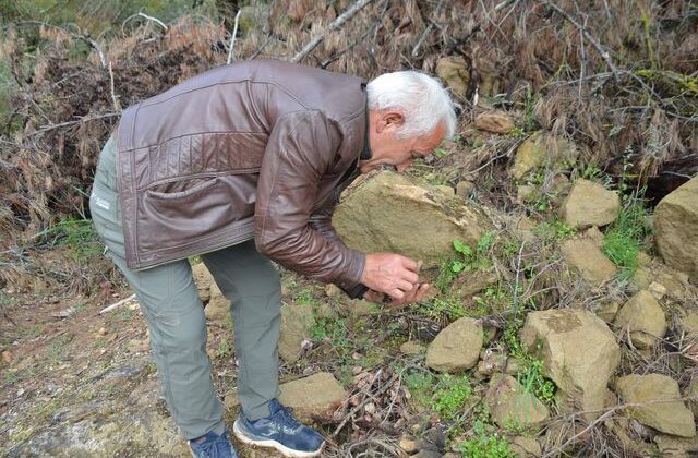 Kilosu 7 bin 500 lira! Köylüler bulmak için her taşın altına bakıyor