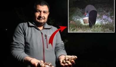 Gece yarısı ellerinde fenerle topluyorlar! Kilosu 35 TL’den alıcı buluyor