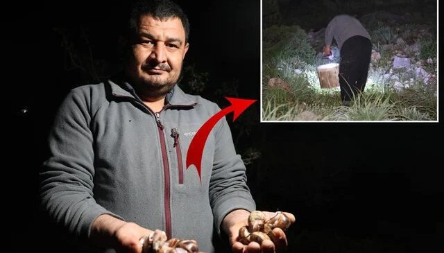 Gece yarısı ellerinde fenerle topluyorlar! Kilosu 35 TL’den alıcı buluyor