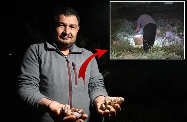 Gece yarısı ellerinde fenerle topluyorlar! Kilosu 35 TL’den alıcı buluyor
