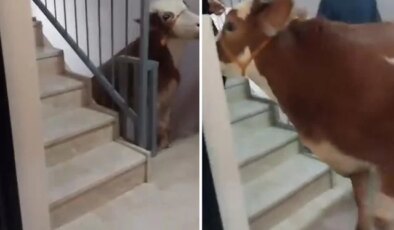 Kurbanlık boğa 6 katlı binanın terasında kesildi
