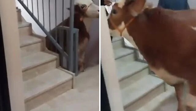 Kurbanlık boğa 6 katlı binanın terasında kesildi