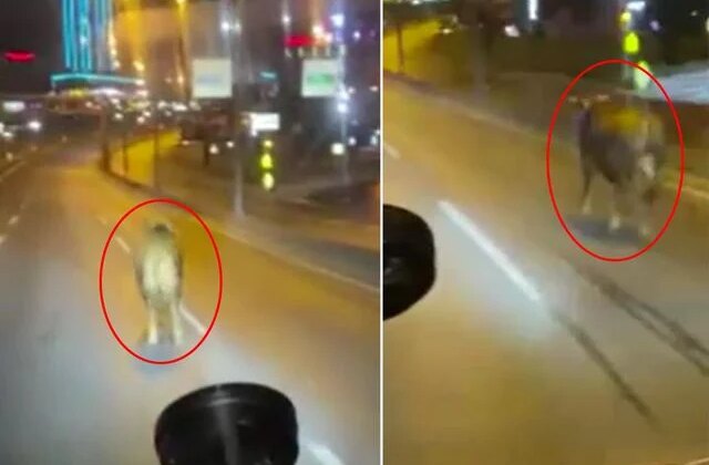 Avcılar’da pazardan kaçan kurbanlık dana E-5’i karıştırdı