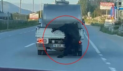 Kurbanlık hayvana vicdanları sızlatan muamele! Görenler Bakan Çiftçi’yi etiketledi