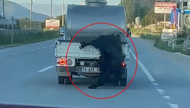 Kurbanlık hayvana vicdanları sızlatan muamele! Görenler Bakan Çiftçi’yi etiketledi