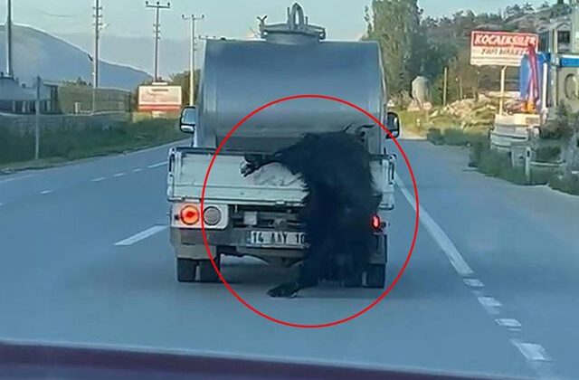 Kurbanlık hayvana vicdanları sızlatan muamele! Görenler Bakan Çiftçi’yi etiketledi