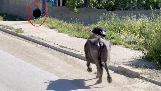 Kaçan kurbanlığın saldırısından bodruma sığınarak kurtuldu