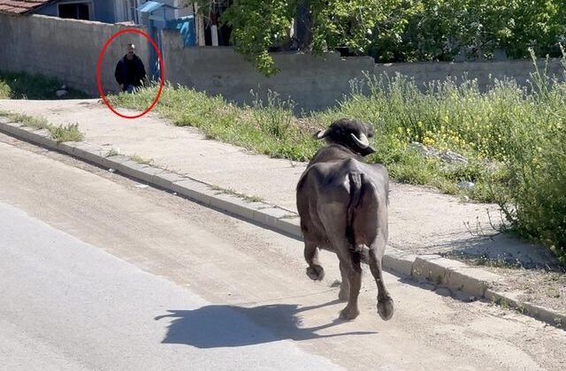 Kaçan kurbanlığın saldırısından bodruma sığınarak kurtuldu