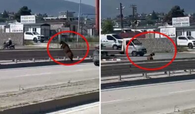 Sahibinin elinden kaçan kurbanlık keçi, refüjden atlayarak gözden kayboldu