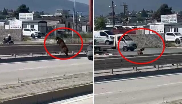Sahibinin elinden kaçan kurbanlık keçi, refüjden atlayarak gözden kayboldu