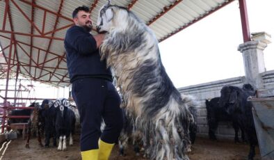 Kurban mesaisinde ‘rekor’ heyecanı: 140 kilogramlık dev keçi