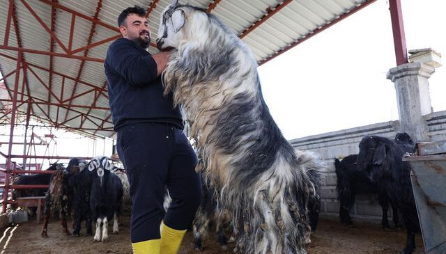 Kurban mesaisinde ‘rekor’ heyecanı: 140 kilogramlık dev keçi