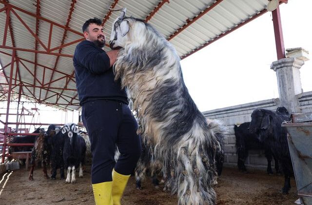 Kurban mesaisinde ‘rekor’ heyecanı: 140 kilogramlık dev keçi
