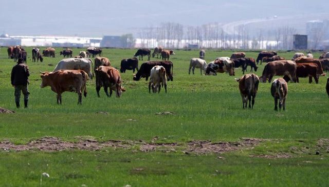 Kurbanlıkta yeni dolandırıcılık yöntemi! Fotoğrafla tuzak kuruyorlar