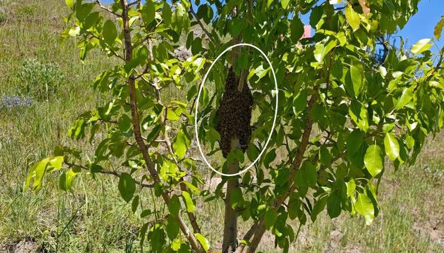 Ağaca yaklaşınca gördüğü manzaraya inanamadı! Binlercesi bir arada