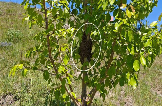 Ağaca yaklaşınca gördüğü manzaraya inanamadı! Binlercesi bir arada