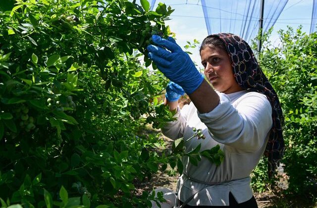 ‘Süper meyve’ için 14 ülke Türkiye’nin kapısında sıraya girdi: İhracat rekoru bekleniyor
