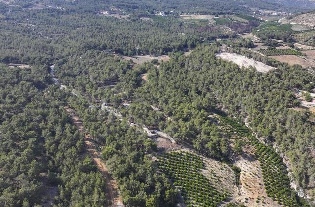 Mersin’de ormanlık alanlara giriş yasaklandı