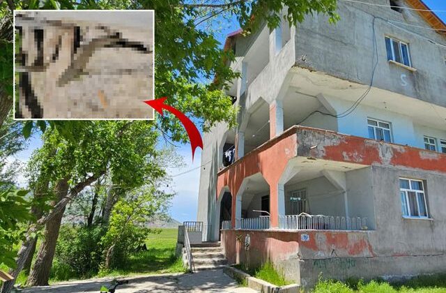 Tuvalet giderinden eve giriyor, bazılarının boyu 3 metreyi buluyor! Aile korku içinde