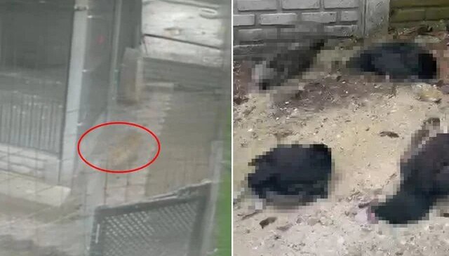 Tilki girdiği kümeste 14 tavuğu telef etti! O anlar kamerada