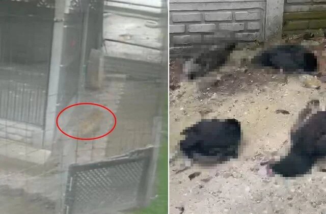 Tilki girdiği kümeste 14 tavuğu telef etti! O anlar kamerada