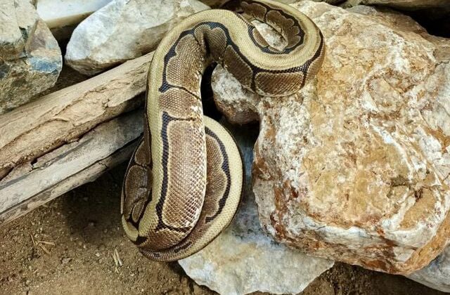 Ordu’da yasa dışı bulundurulan piton ele geçirildi