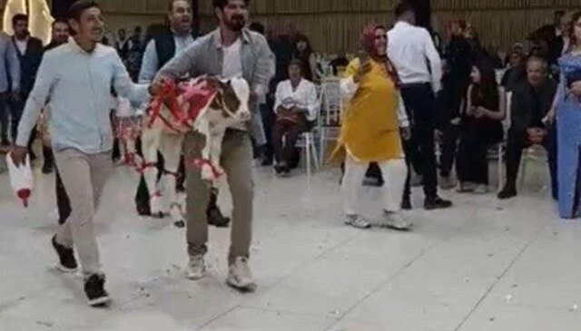 Osmaniye’de damada düğünde altın yerine buzağı verildi