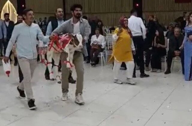 Osmaniye’de damada düğünde altın yerine buzağı verildi
