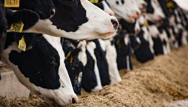 Çiftlikte yürek yakan olay! 15 yaşındaki çocuk öldü, ablası ağır yaralı