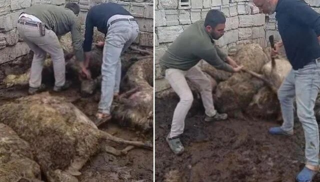 Sabah uyanıp ağıla giden üretici, gördüğü manzara karşısında şoke oldu